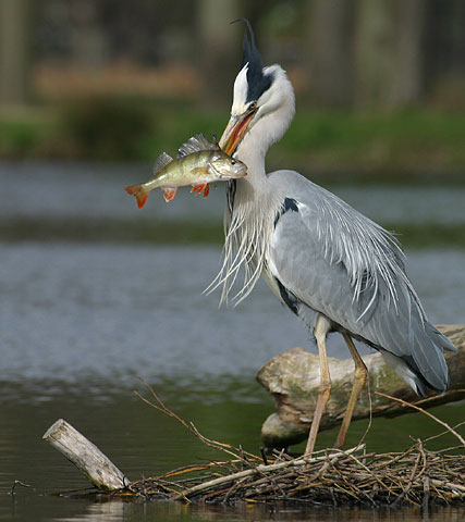 Heron with fish