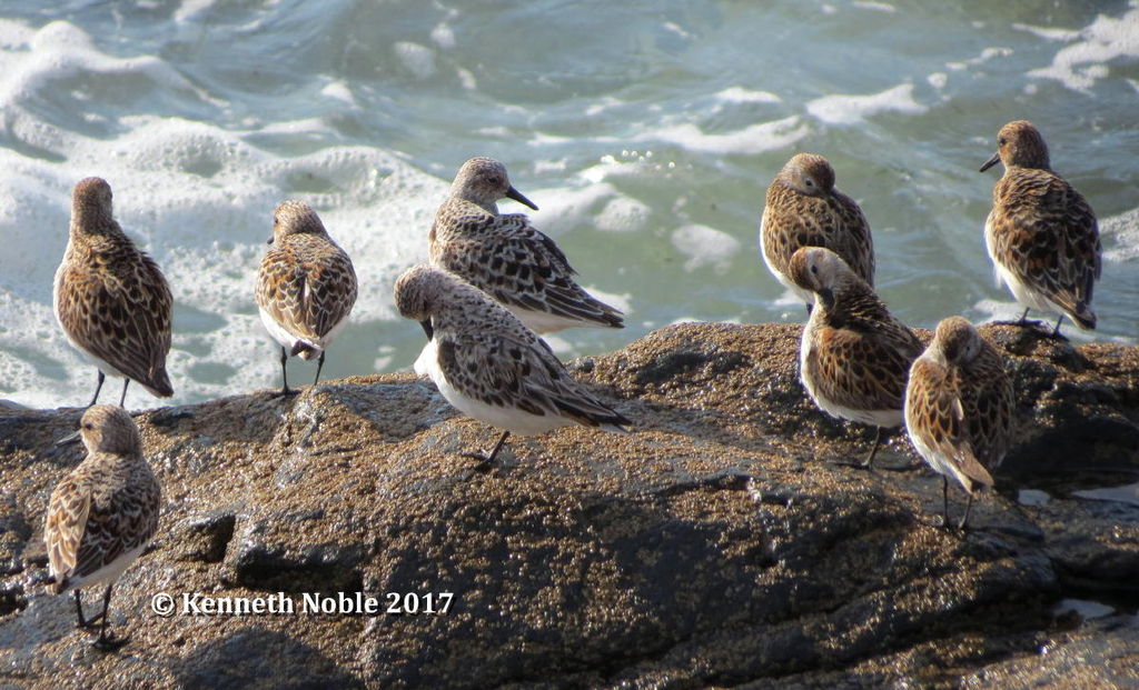 High tide roost