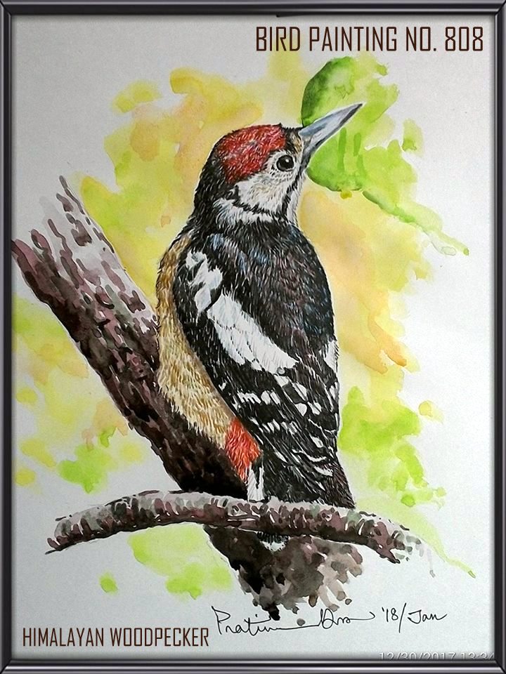 Himalayan Woodpecker