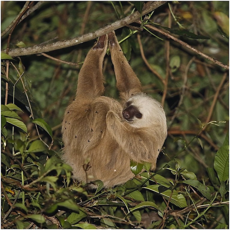 Hoffmann's Two-toed Sloth