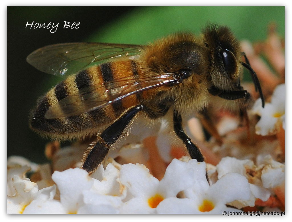 Honey Bee