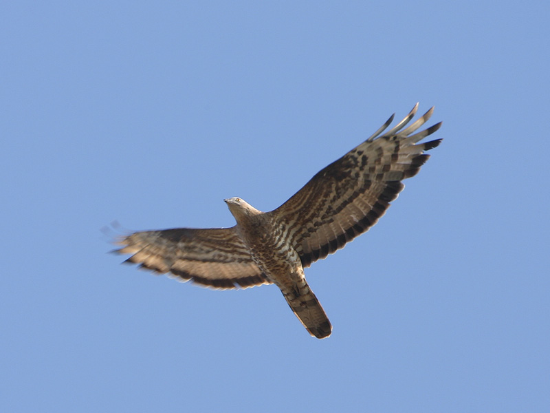 Honey Buzzard