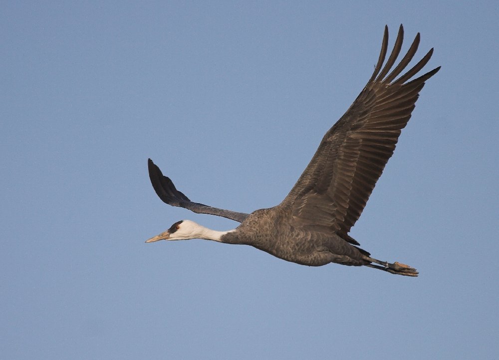 Hooded crane