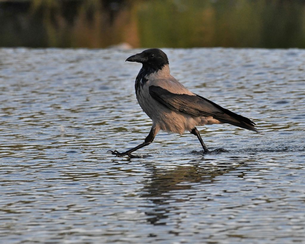 Hooded Crow