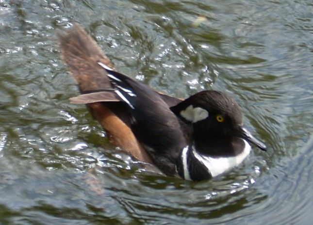 hooded merganser