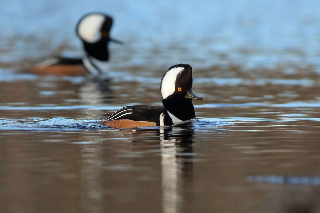 Hooded Merganser