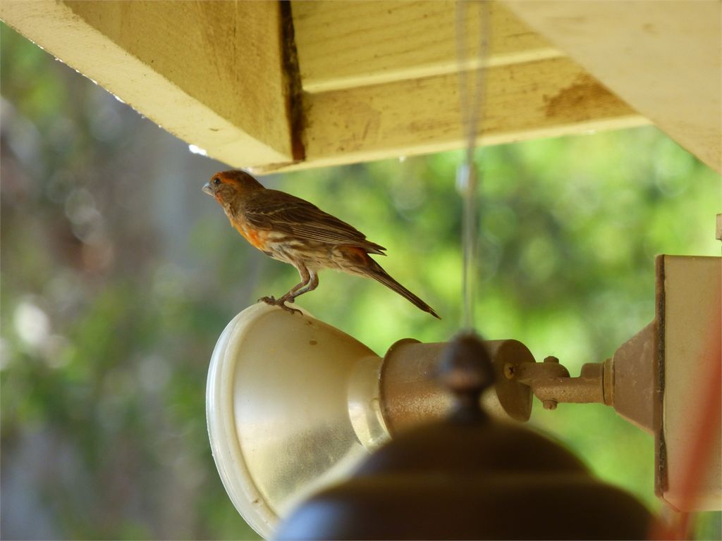 House Finch