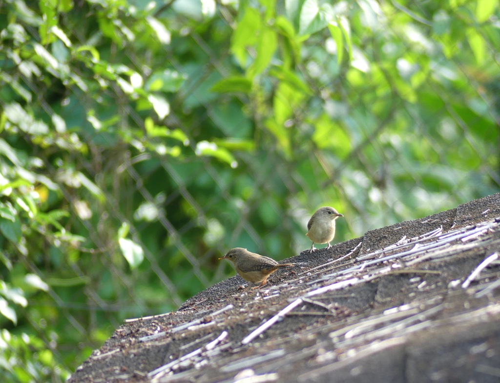 House Wrens - Adult and Juvenile