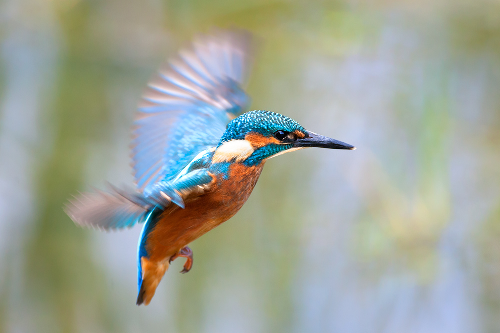Hovering Kingfisher