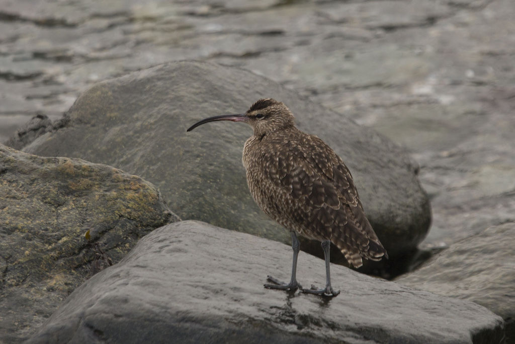 Hudsonian Whimbrel