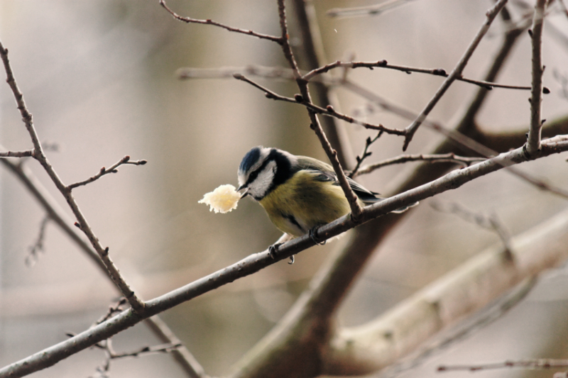 Hungry Blue Tit