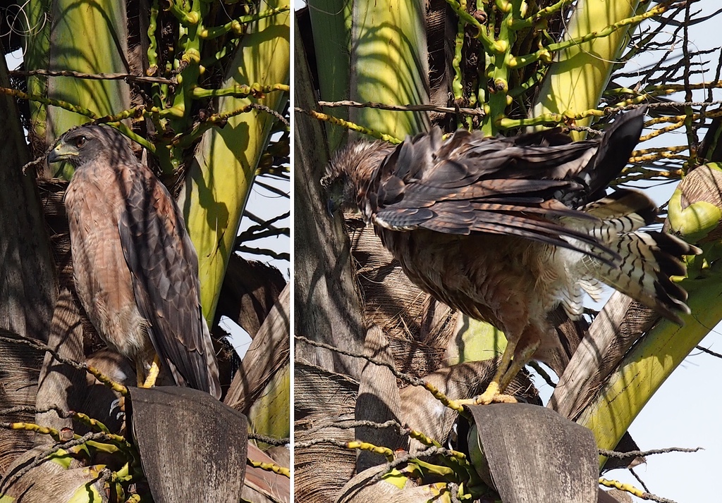 Hybrid of White-tailed and Savanna Hawks - Pic 1/3