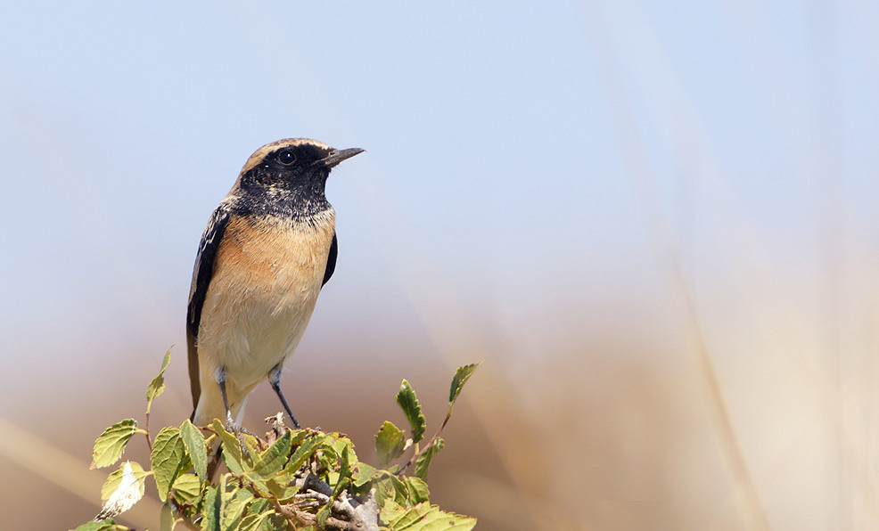 Hybrid Pied Wheatear x Black-eared Wheatear