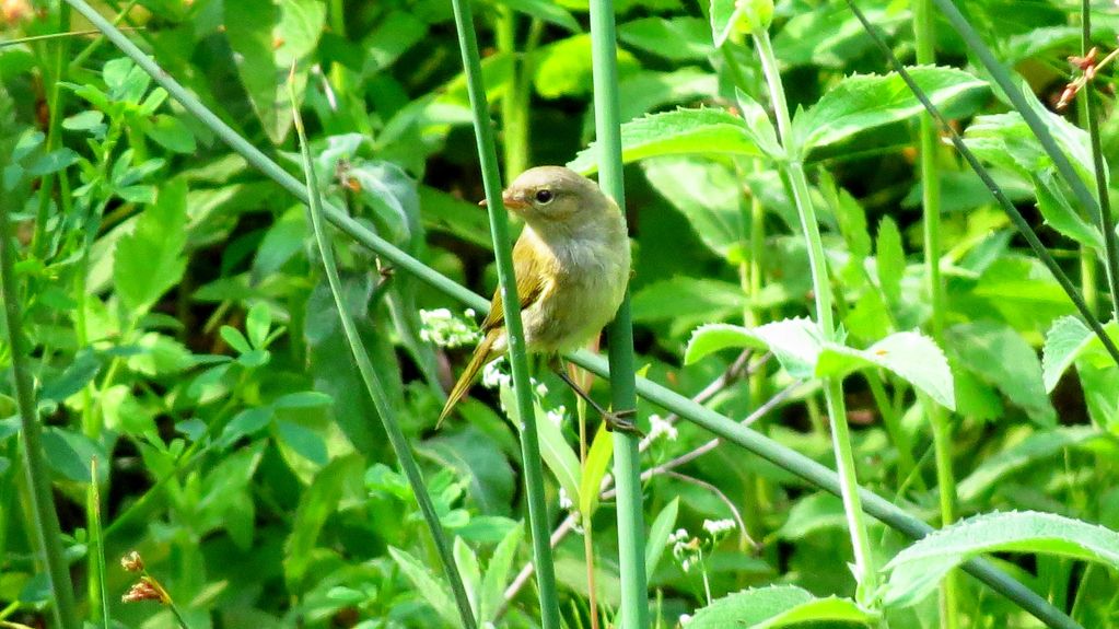 Icterine Warbler