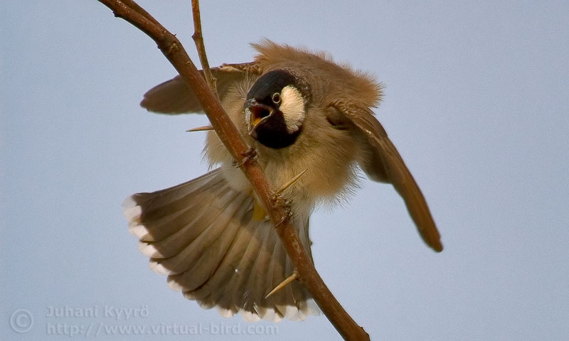 I'll huff, and I'll puff, and I'll ...