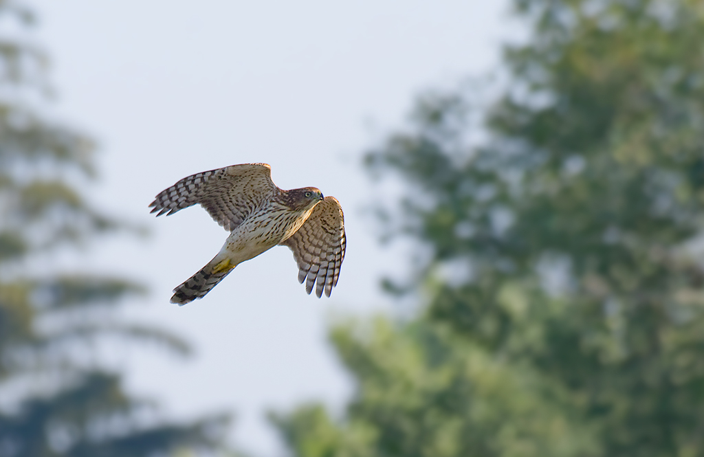 Immature Coopers Hawk