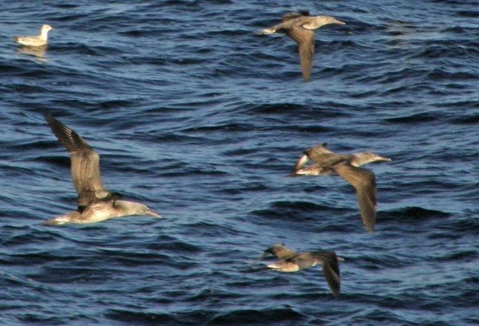 Immature Gannets flying alongside cruise ship