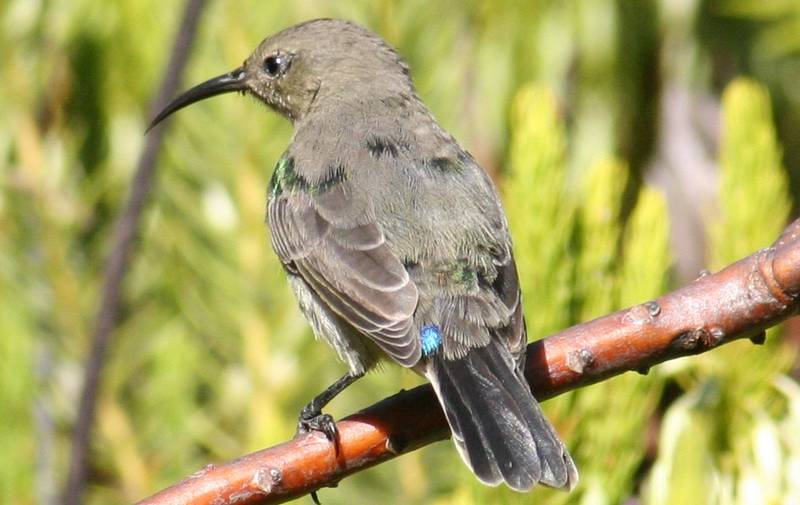 Immature Greater Double-Collared Sunbird