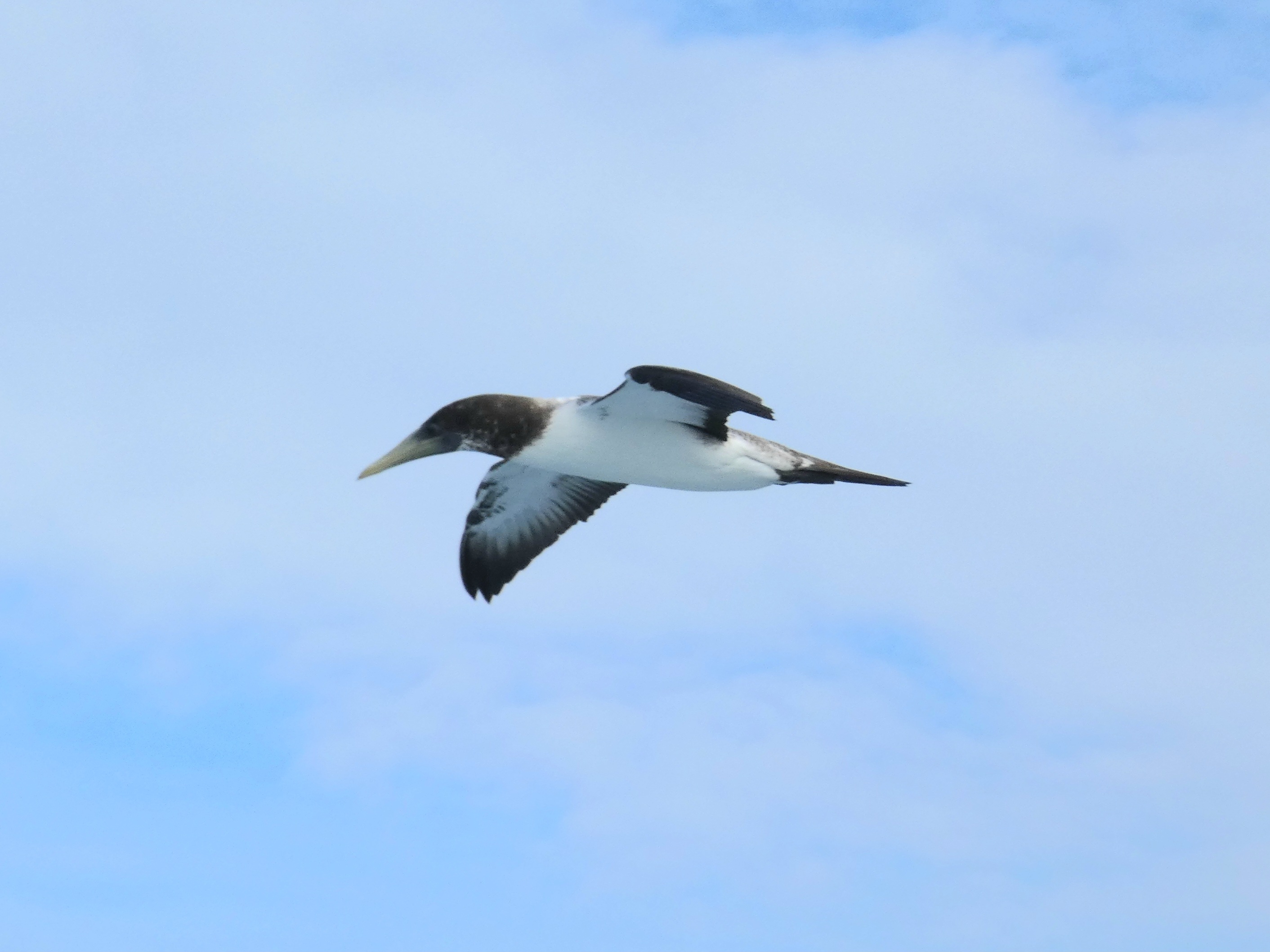 Immature Masked Booby