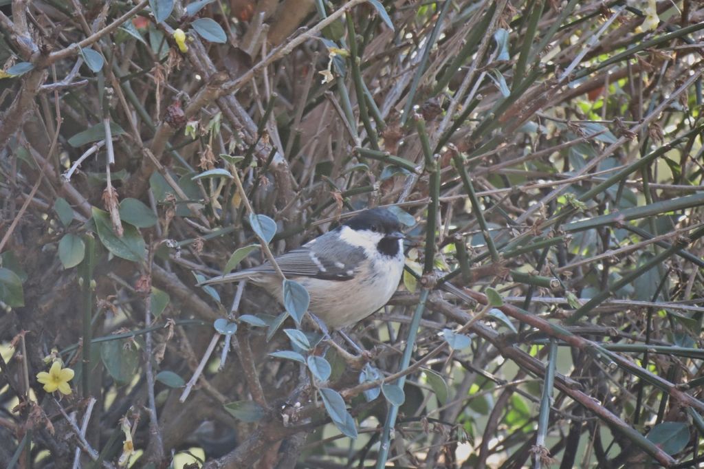 In the hedge