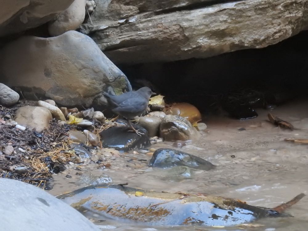 In the Zion Canyon Narrows