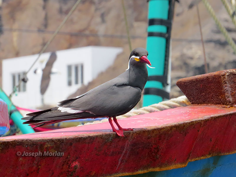 Inca Tern