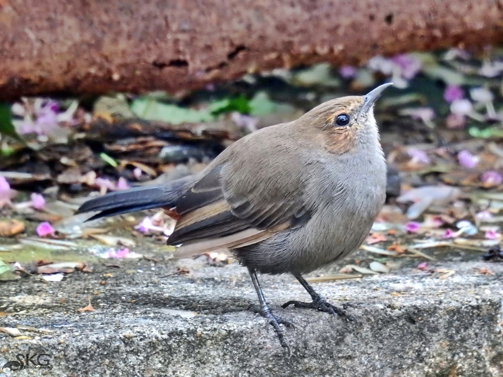 Indian Robin, Female