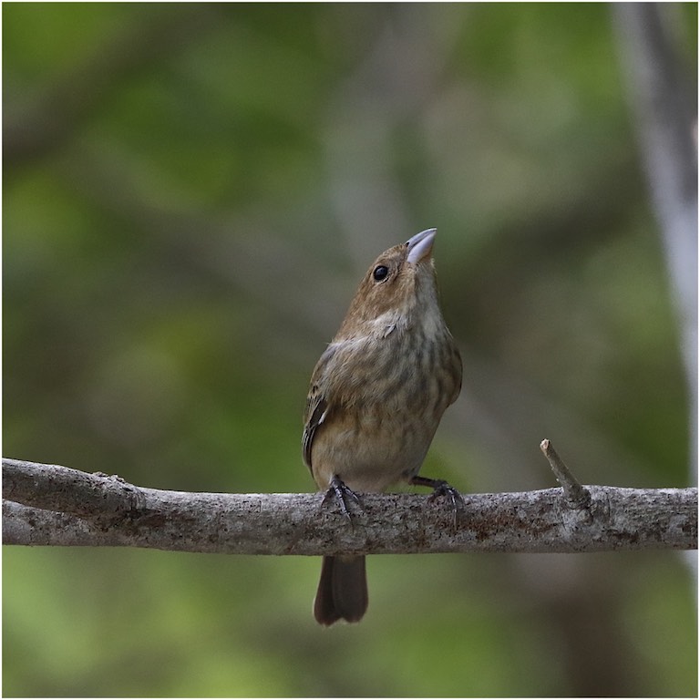 Indigo Bunting (female)