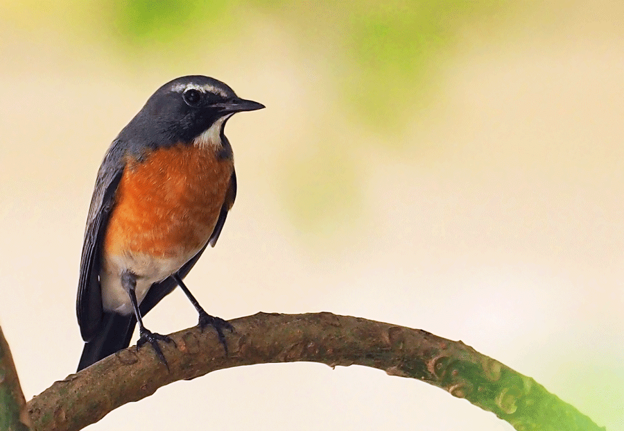 irania robin, yard bird #75