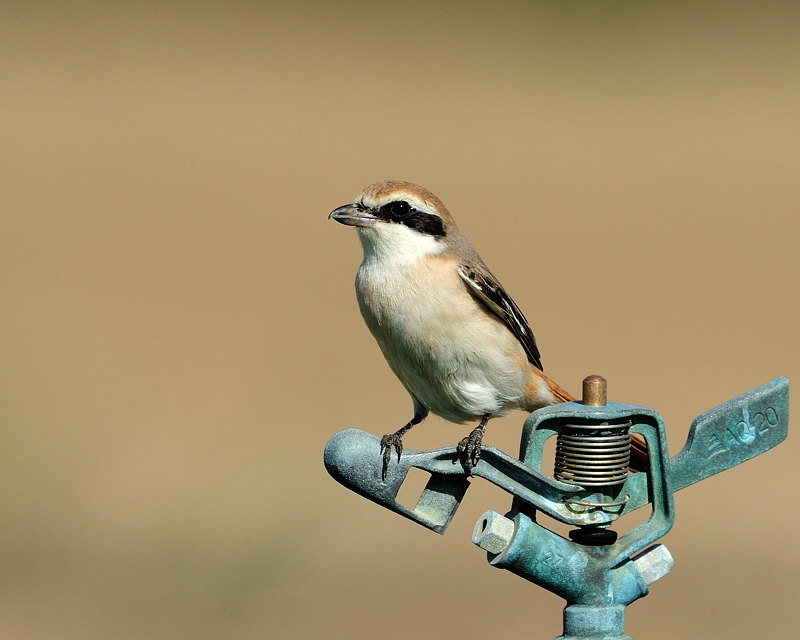 Isabelline shrike