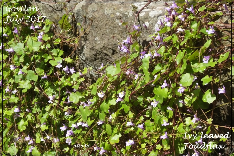 Ivy-leaved Toadflax