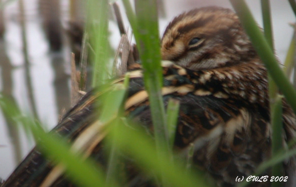 Jack Snipe