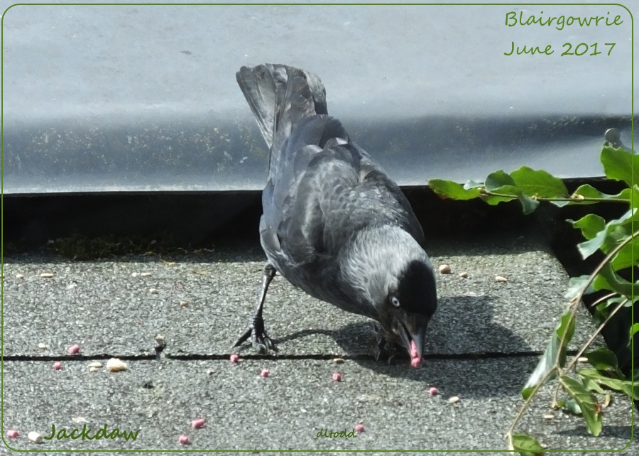 Jackdaw