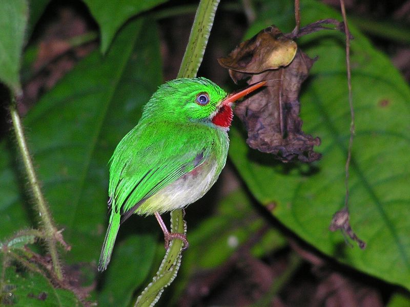 Jamaican Tody