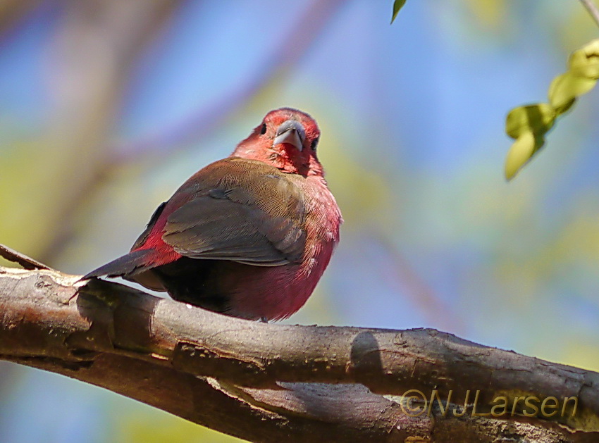 Jameson's Firefinch