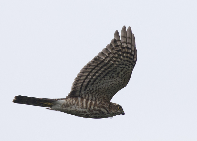 Japanese Sparrowhawk