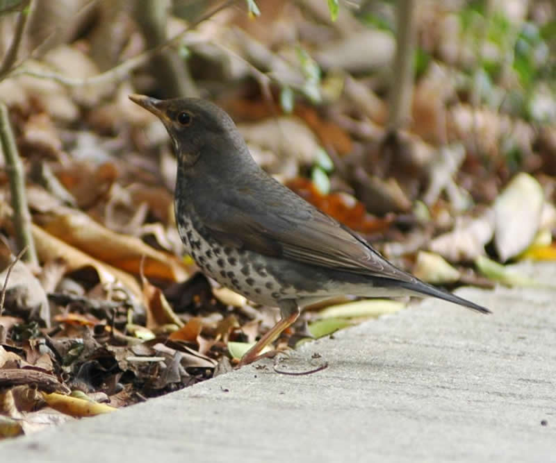 Japanese Thrush (female)