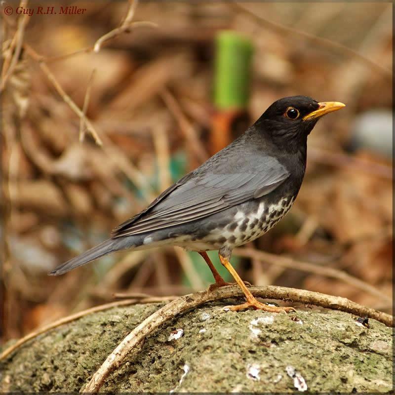 Japanese Thrush (male)