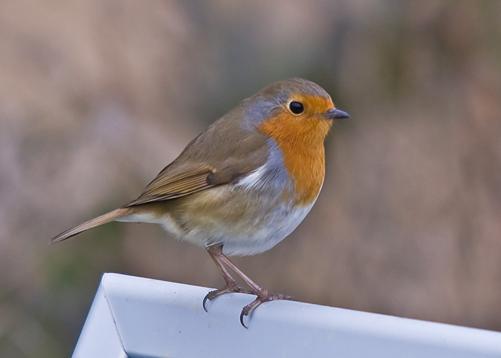 Jion the RSPB today!