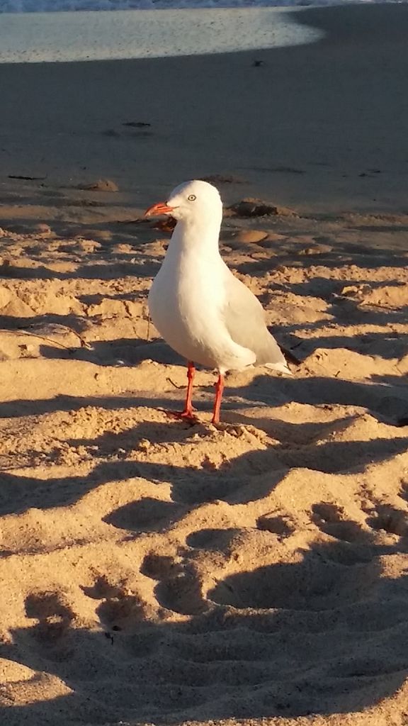 Jonathan Livingston Seagull