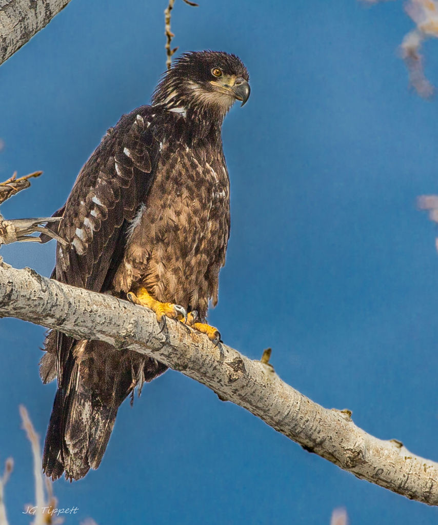 Juvenile Bald Eagle