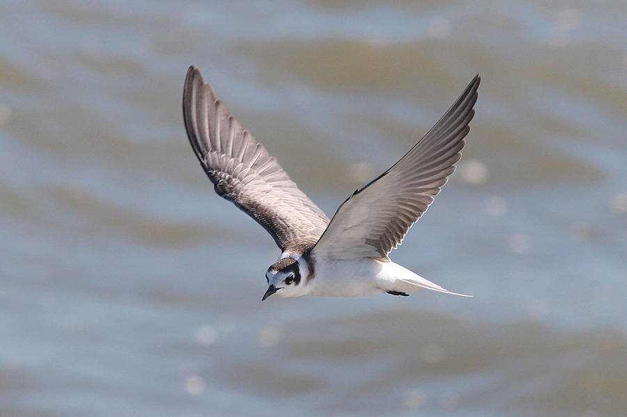 Juvenile Black Tern