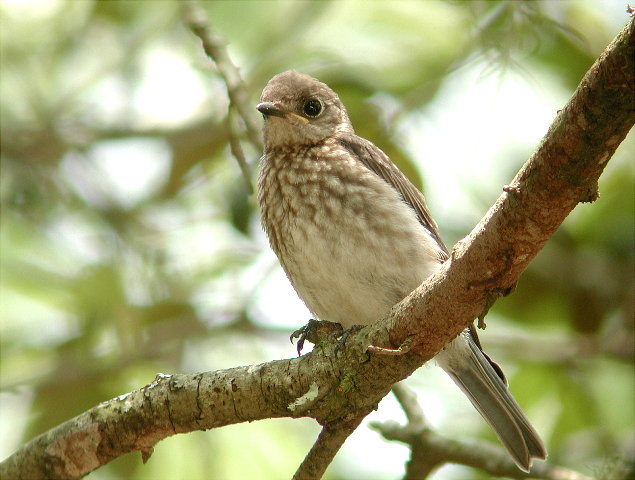 Juvenile bluebird