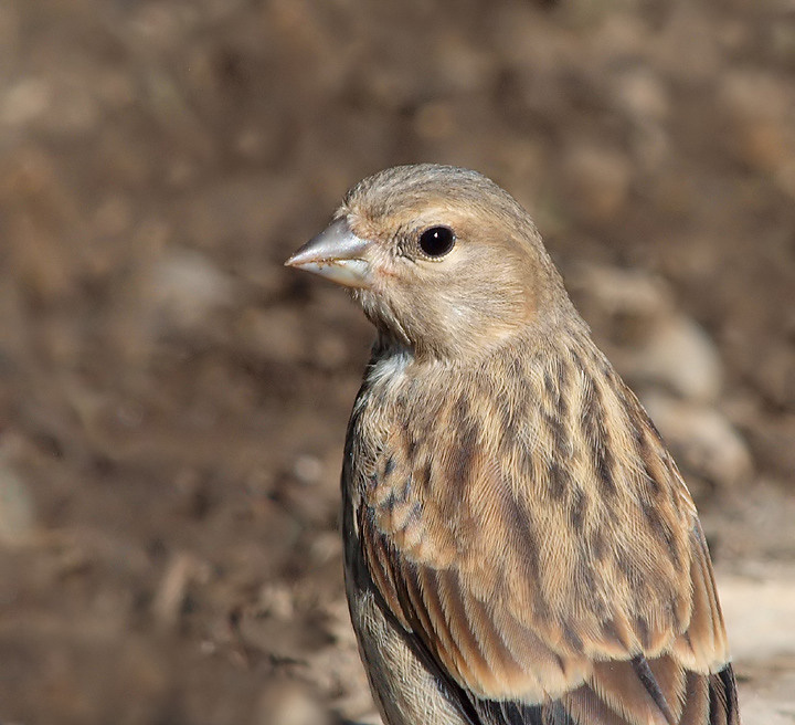 Juvenile Common Linnet