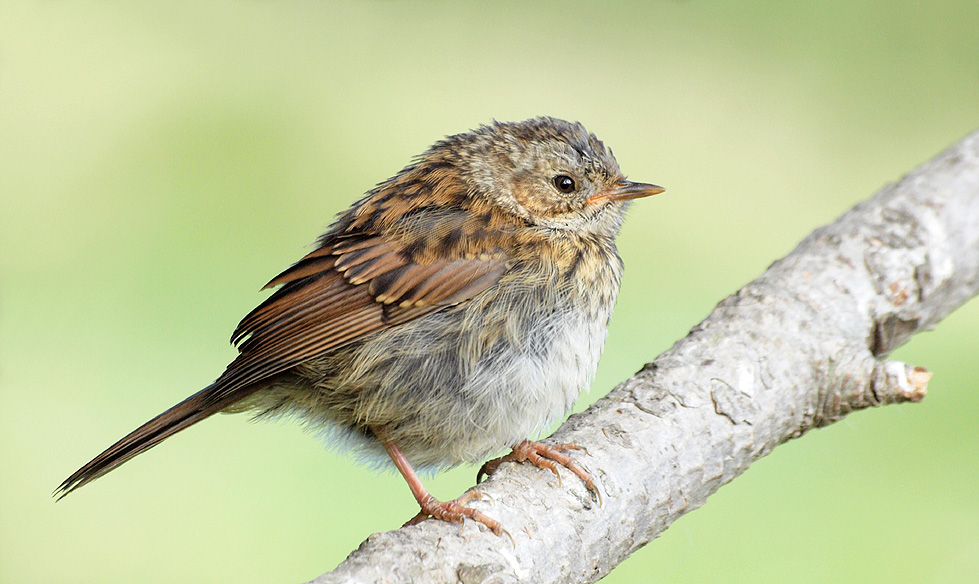 Juvenile Dunnock