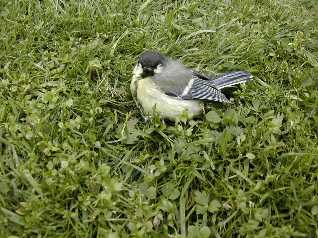 juvenile  Great -Tit