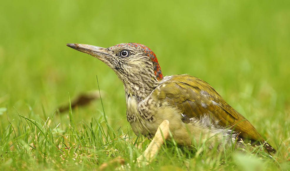 Juvenile Green Woodpecker