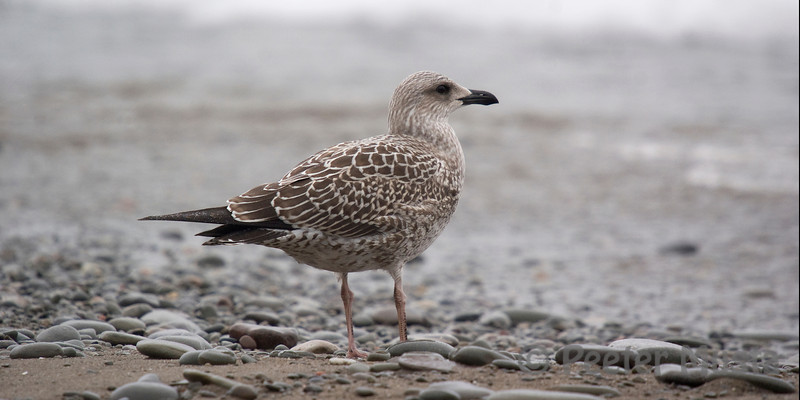 Juvenile Lesser Black-backed Gull, Hamilton, ON