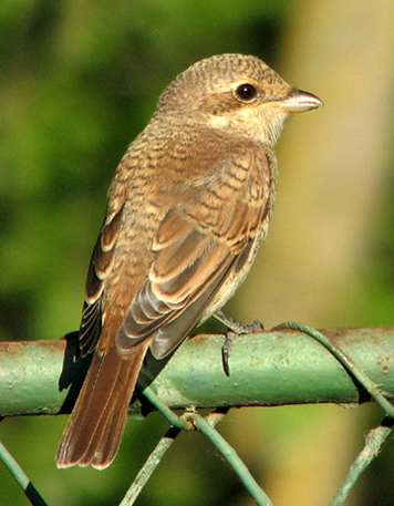 Juvenile Red-backed Shrike