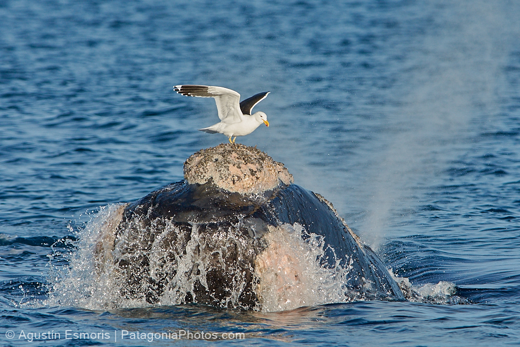 Kelp Gull (Larus dominicanus) on top of a Southern Right Whale (Eubalaena a